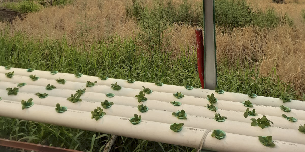 Pengembangan Pertanian 3