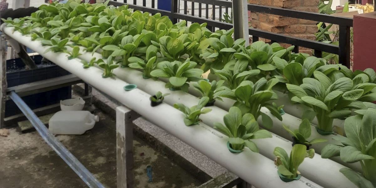 Pengembangan Pertanian 4